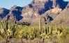 Desert scene cactus mountains Tucson, AZ
