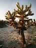 Cholla cactus (jumping cactus)